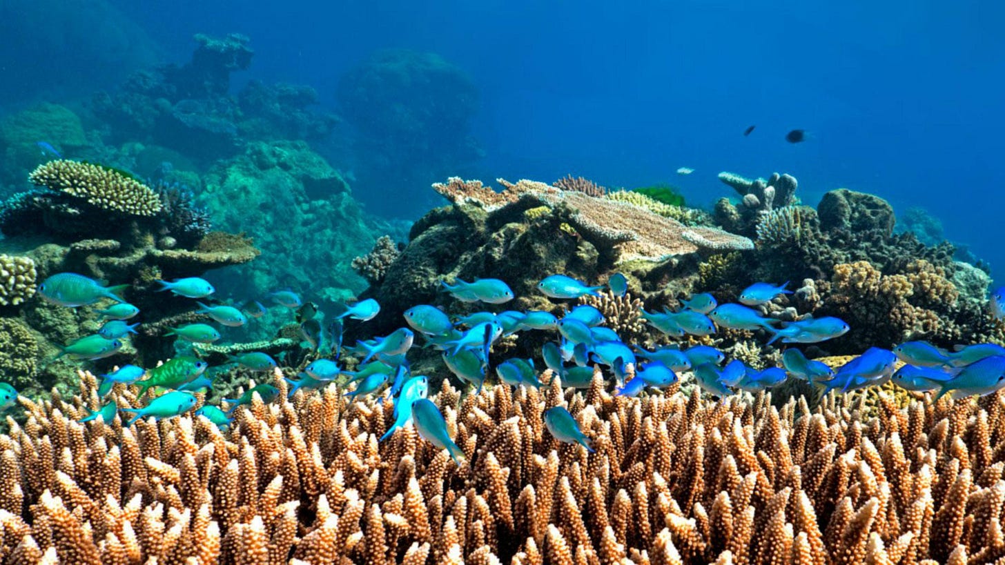 Scuba Diving at the Great Barrier Reef for Certified Divers | Ocean Free  Cairns