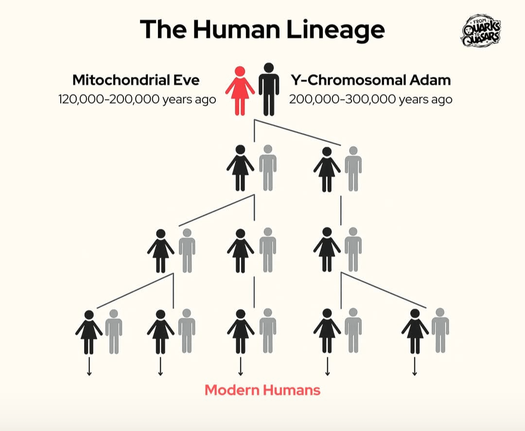 What does GAS think of Mitochondrial Eve or Y-Chromosomal Adam? : r/GoodAssSub What does GAS think of Mitochondrial Eve or Y-Chromosomal Adam? : r/GoodAssSub