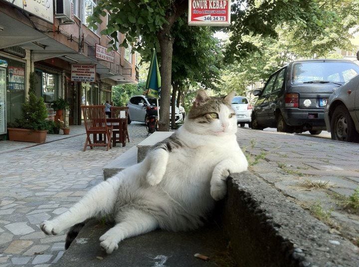 This may contain: a cat laying on its back in the middle of a sidewalk with caption that reads, i don't always eat out of the garbage can but when i do it's mcdonalds