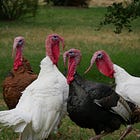 DOH asks SD medical providers to watch for infections after poultry farms hit with bird flu