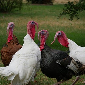 DOH asks SD medical providers to watch for infections after poultry farms hit with bird flu