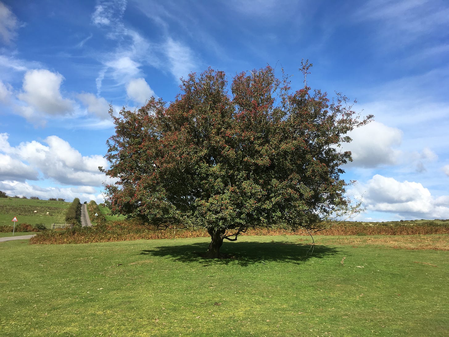 page3image2534050864