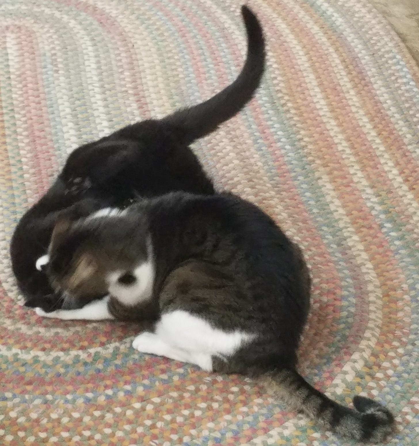 a black cat and a tabby cat wrestling on a braided rug
