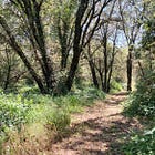 After more than 30 years, the half-mile Americorps Trail between Sebastopol and the Laguna is finally open