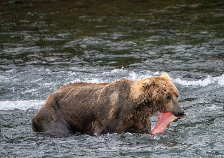 The left image is of Otis before hibernation. He's large with dark brown fur and is sitting in the river. The picture on the left is of Summer Otis, light brown and super skinny. He's also wading in the river and has a fish in his mouth.