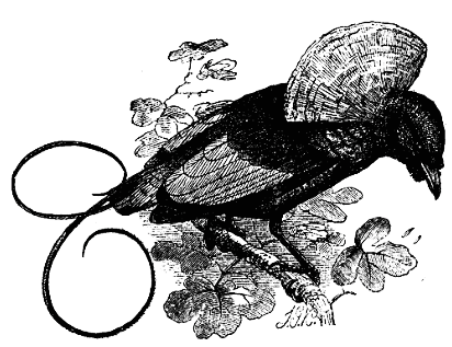 the magnificent bird of paradise. the magnificent bird of paradise.