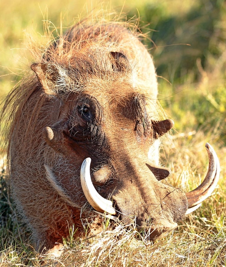 Warthog face Warthog face
