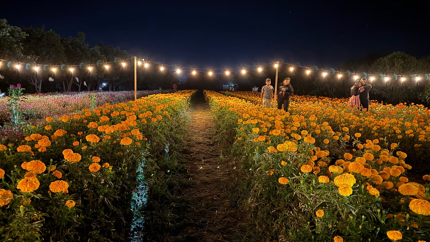 A field of marigolds in Mexico lit by hanging lights.