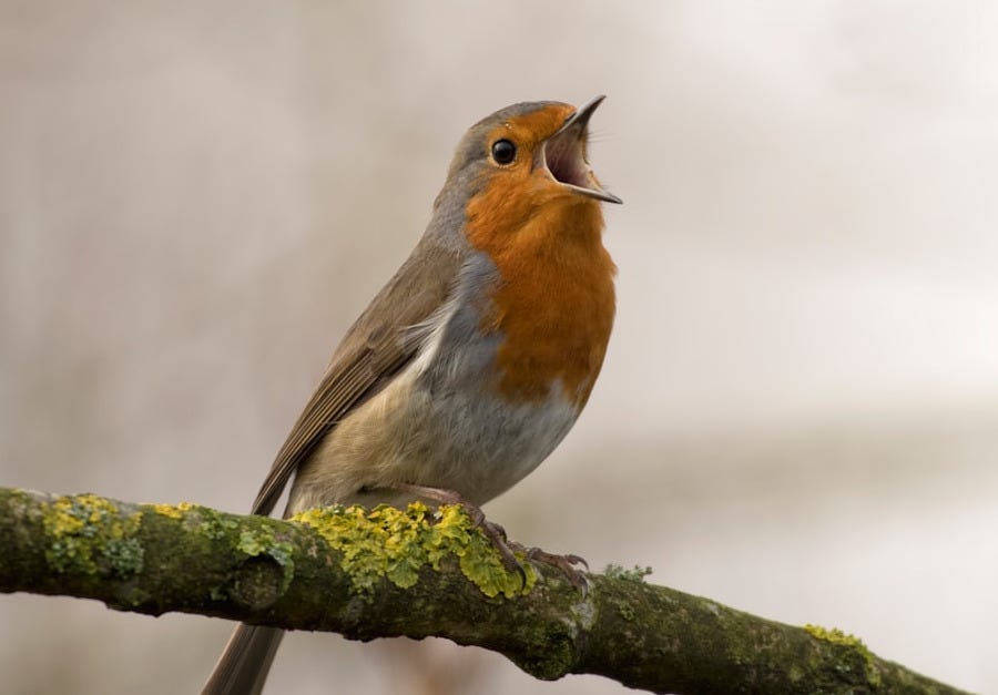 bird singing on tree
