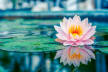 Santosha Smile Yoga