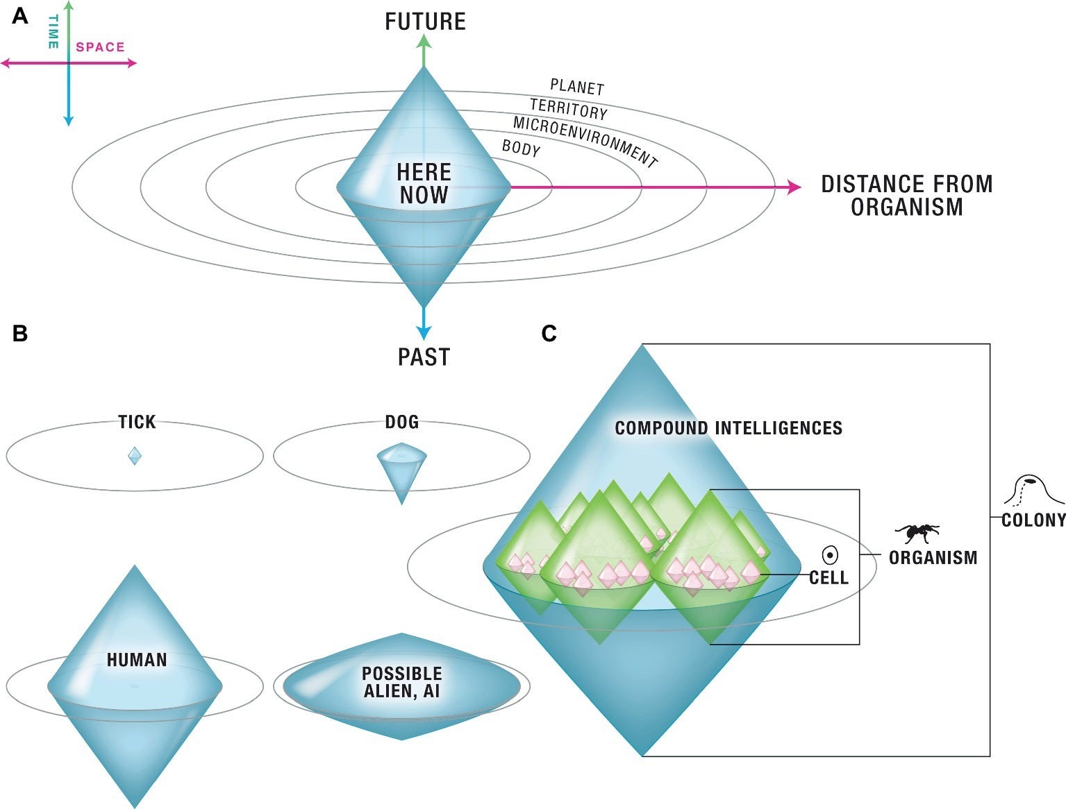 The Third Story 3: how Complexity and Consciousness Grow
