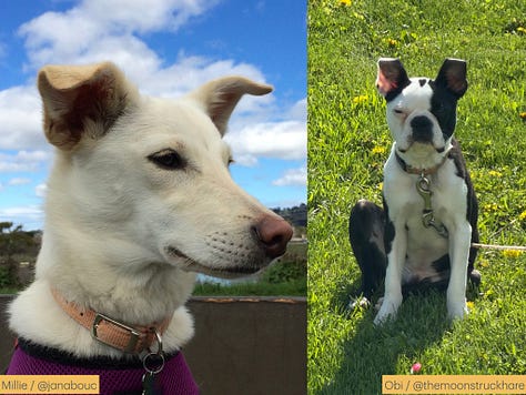 Photos of dogs and their names and owners' substack handles