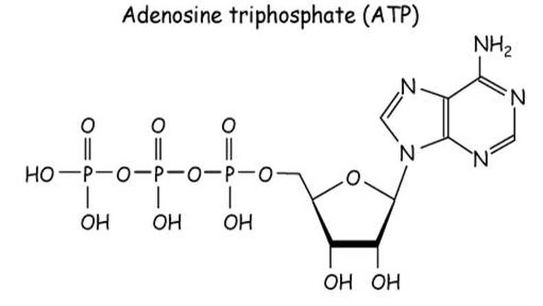 ATP structure + function