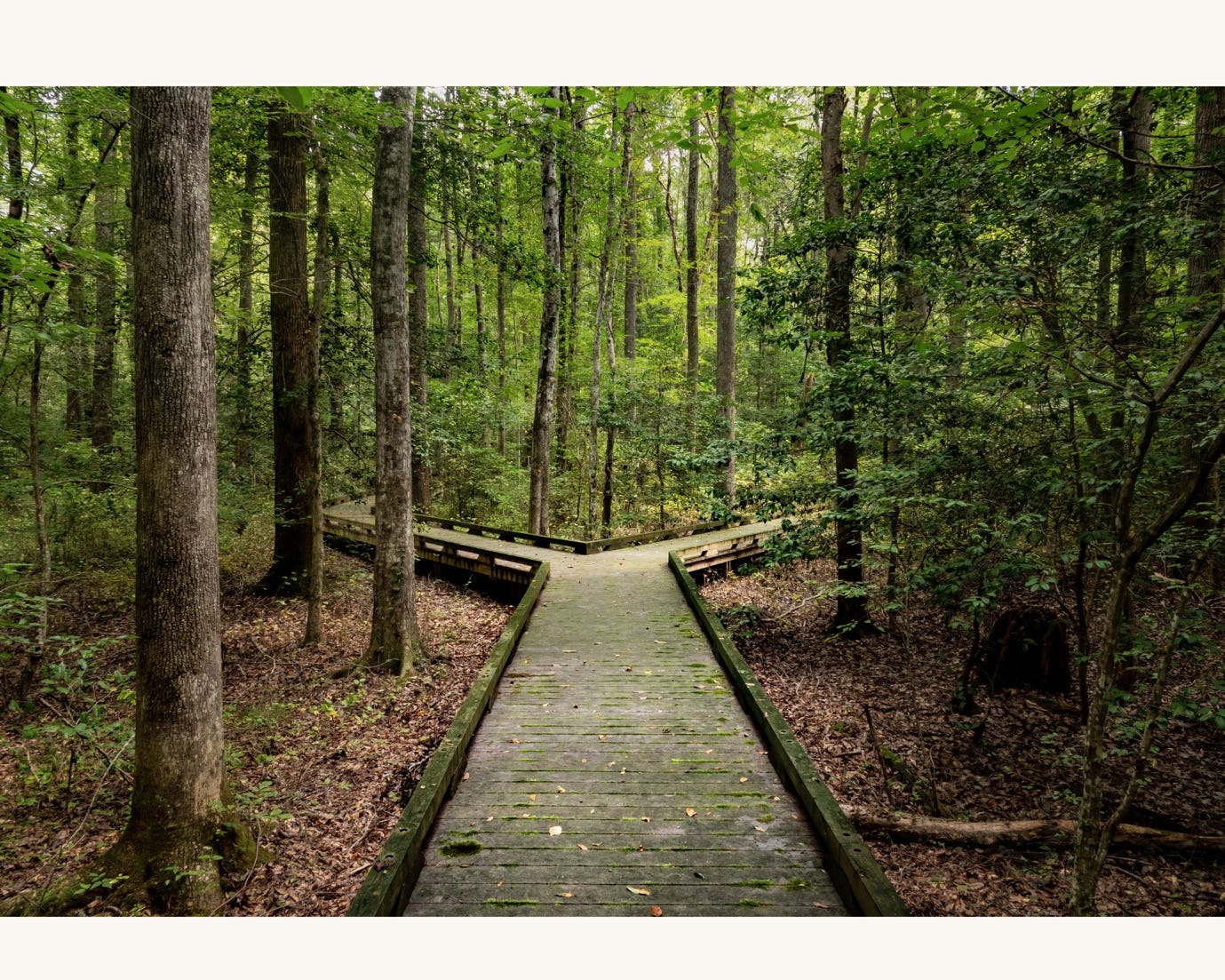 A wooden bridge in the woods
AI-generated content may be incorrect. A wooden bridge in the woods
AI-generated content may be incorrect.