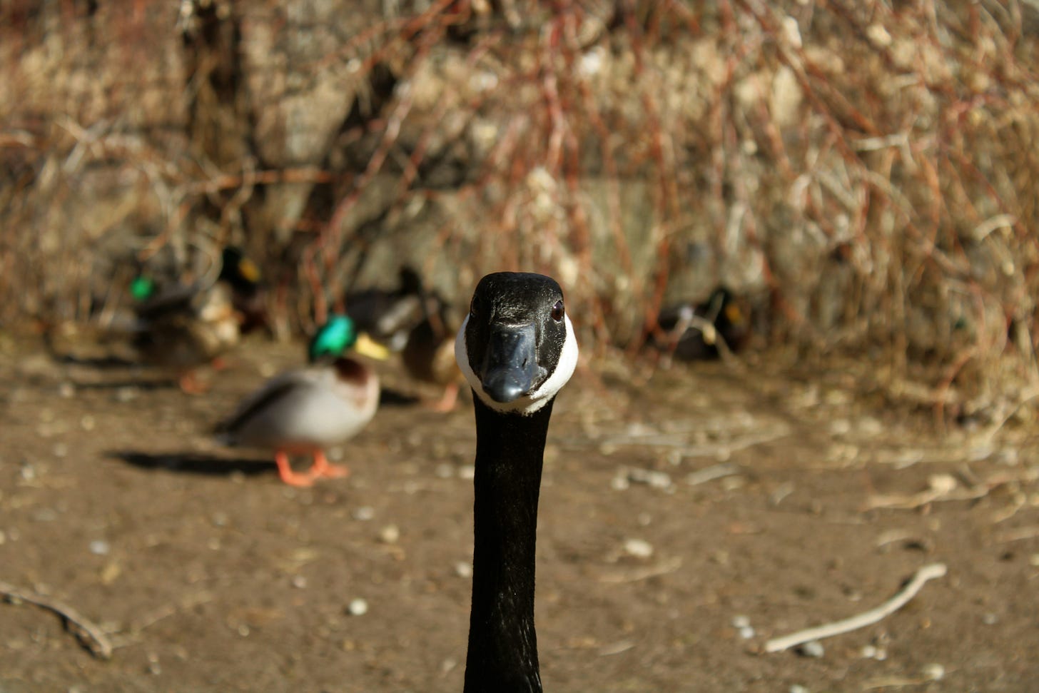 A Canada goose from the neck up looking directly at the viewer