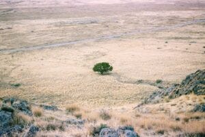 lone tree surrounded by parched land