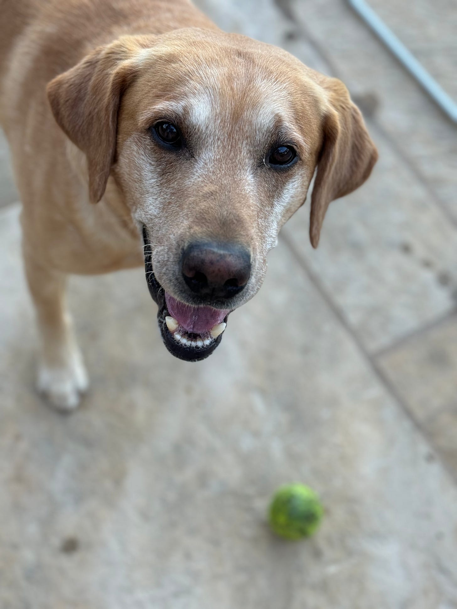 A happy dog stares keenly into the camera, his tennis ball is on the ground.