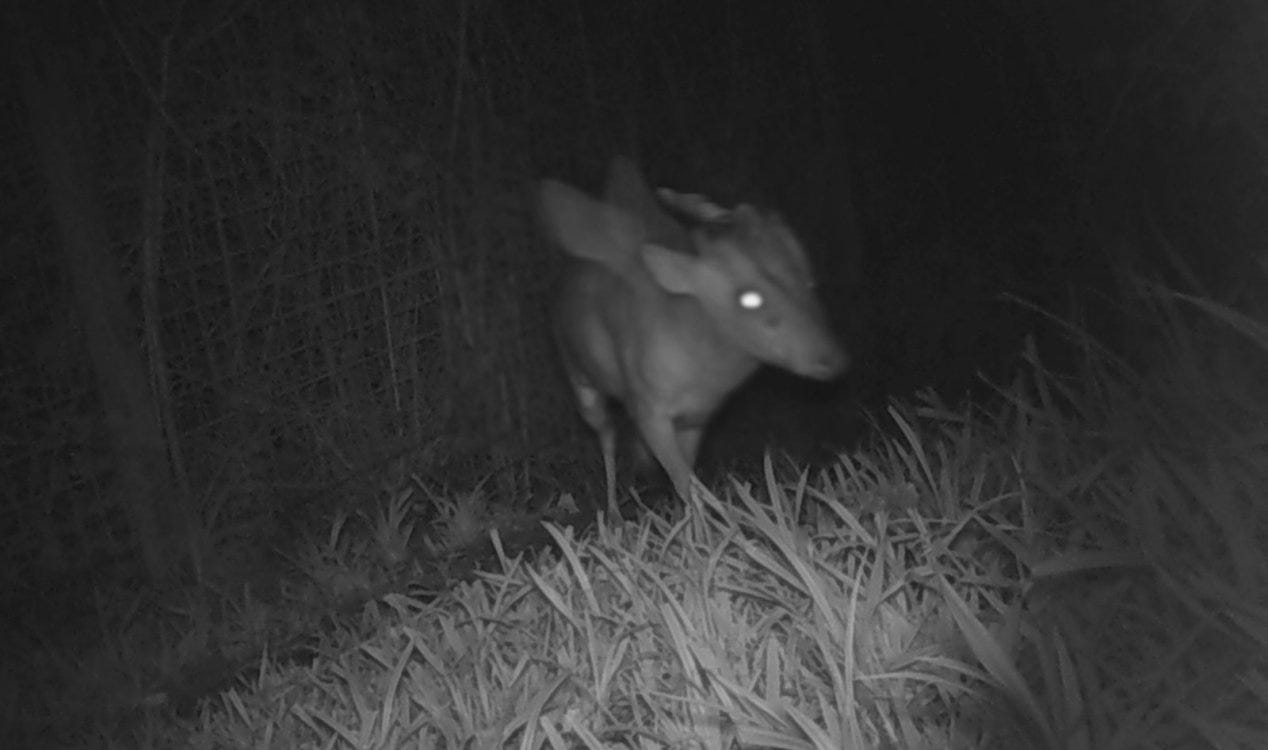 Zoológico pede ajuda para identificar animal misteriosa com 'asas e chifres'. Zoológico pede ajuda para identificar animal misteriosa com 'asas e chifres'.