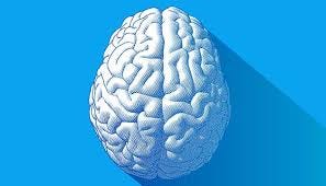 Brain Anatomy and How the Brain Works | Johns Hopkins Medicine Brain Anatomy and How the Brain Works | Johns Hopkins Medicine