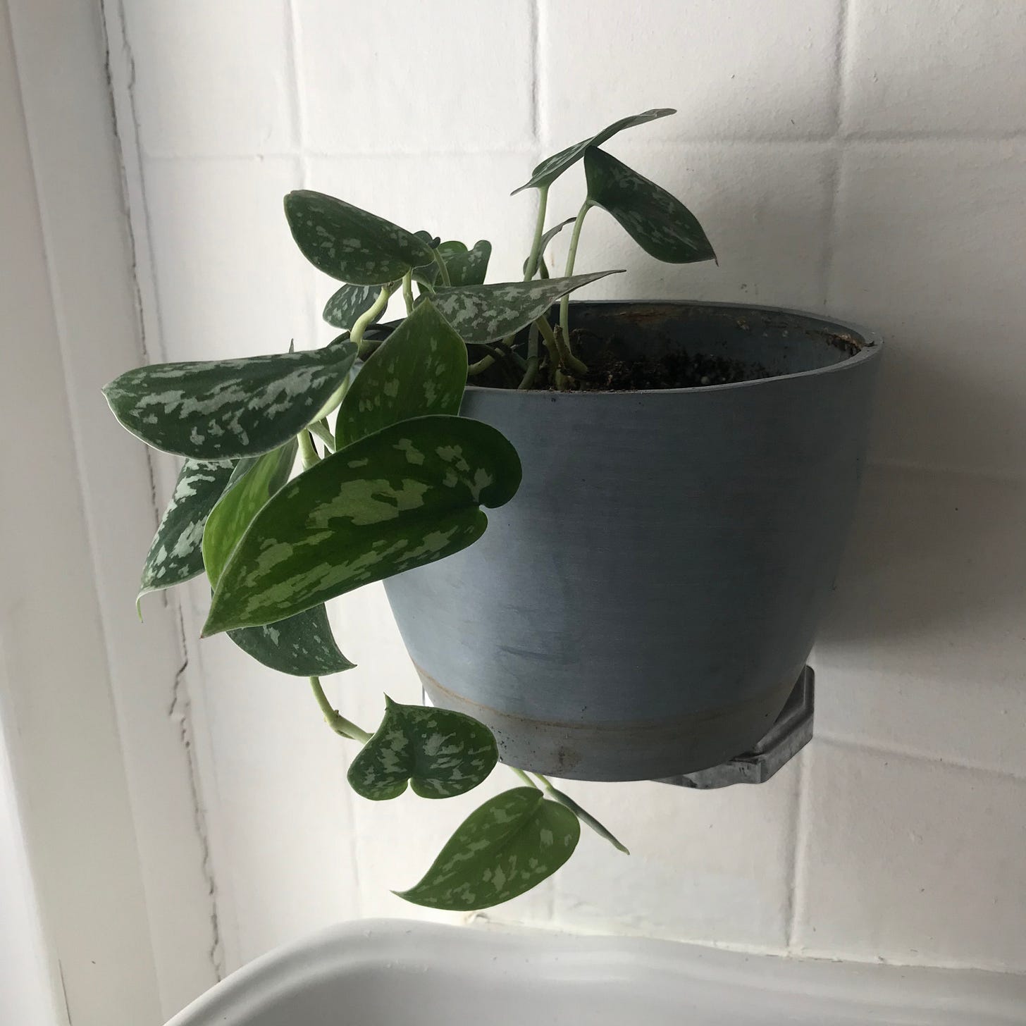 Photograph of satin pothos in gray pot