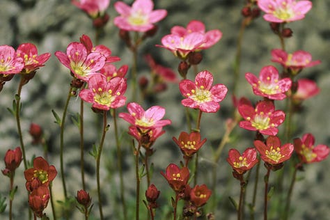 A selection of alpine plants