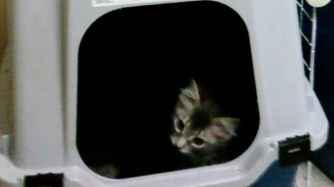 Kali Litter Box Raising Young Kittens Kali Litter Box Raising Young Kittens