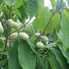 Thriving in the Shade: The Remarkable Growth of Pawpaws in Understory Environments