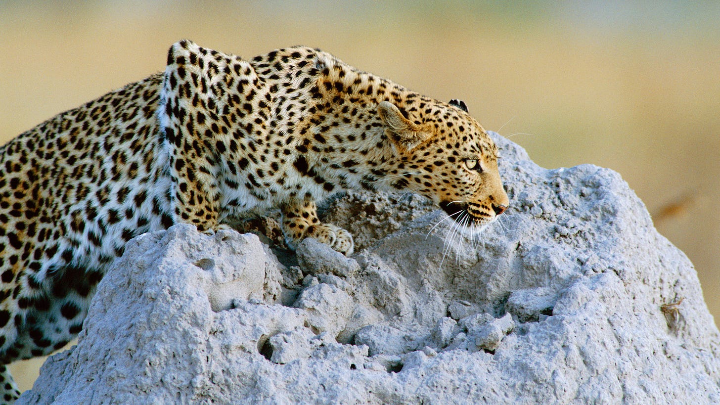 A Parasite, Leopards, and a Primate’s Fear and Survival - The New York ...