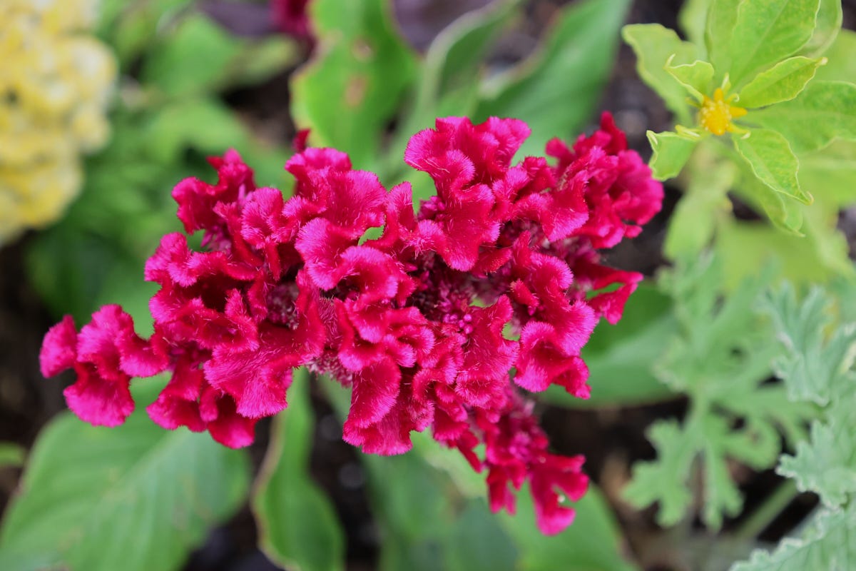 a cockscomb flower