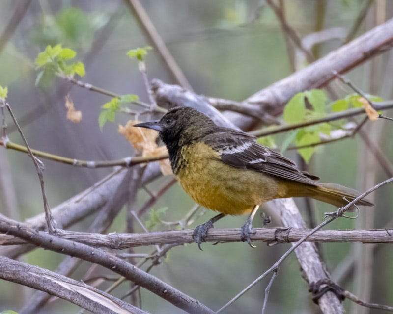 20250430-Chiricahuas-484-Edit.jpg 20250430-Chiricahuas-484-Edit.jpg