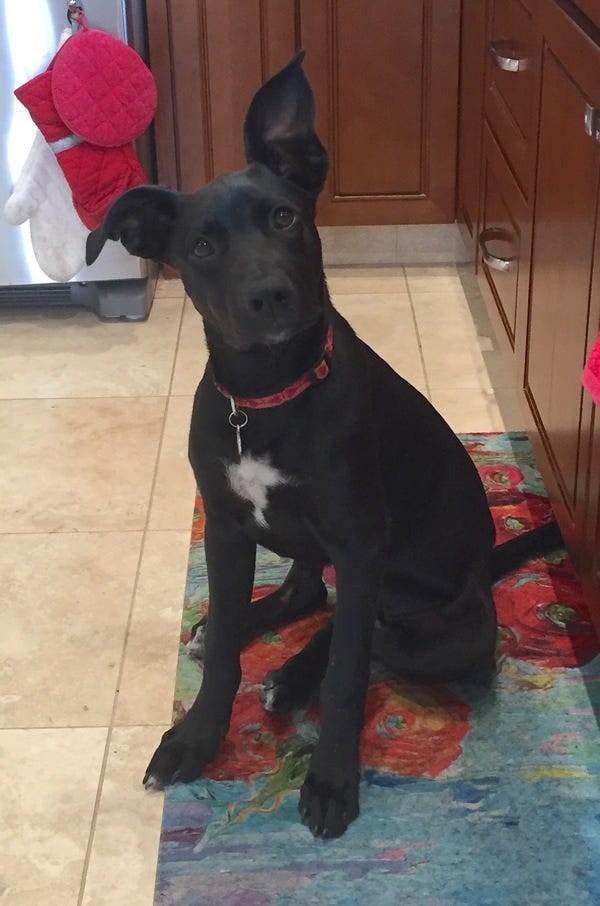 Paloma is a wonderful dog and belongs to loyal subscriber Jamie. Paloma is a wonderful dog and belongs to loyal subscriber Jamie.
