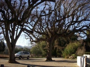 My little car under the big valley oaks