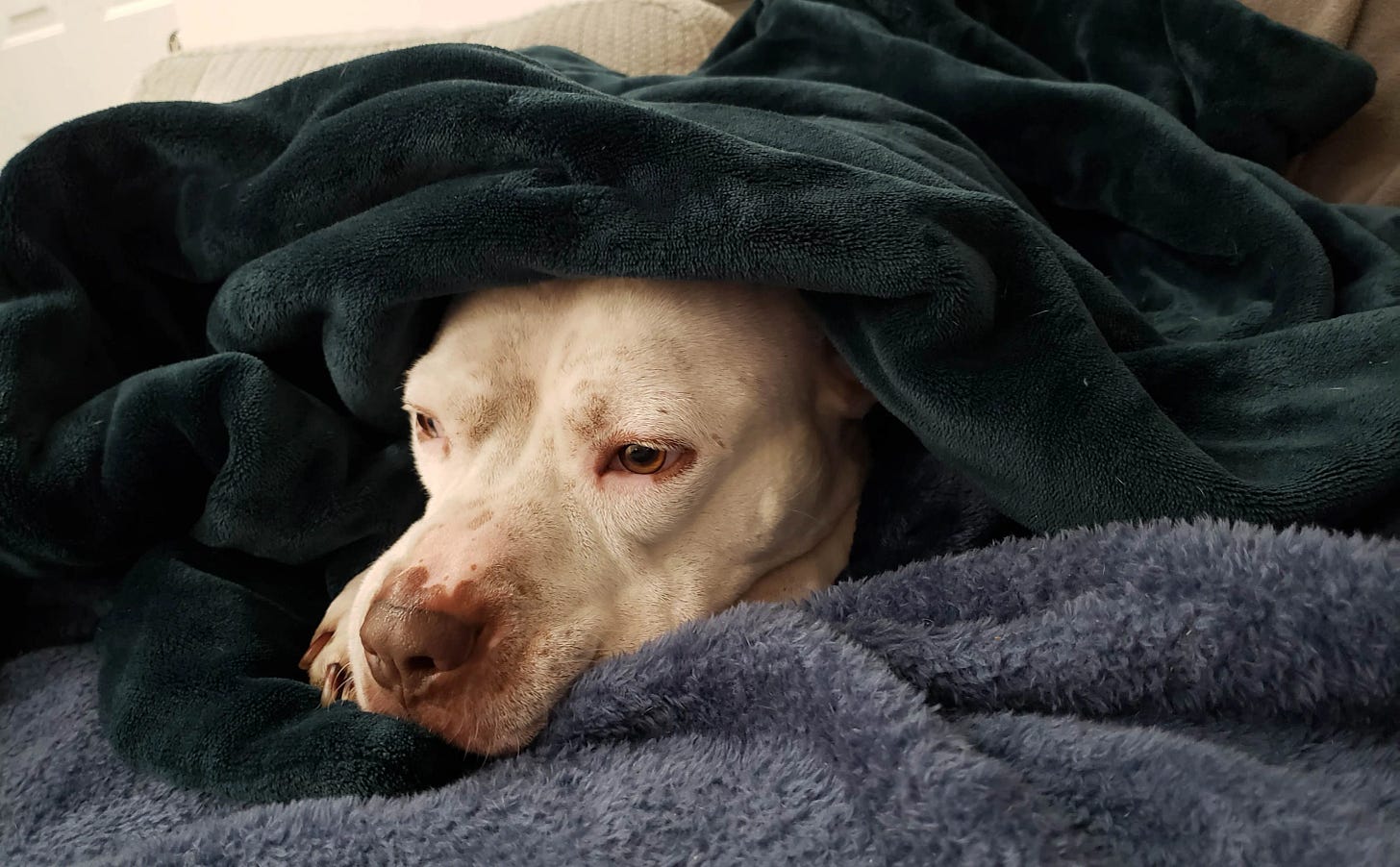 Picture of a dog pouting under blankets