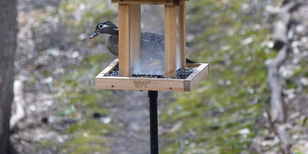 Ducks eating like songbirds