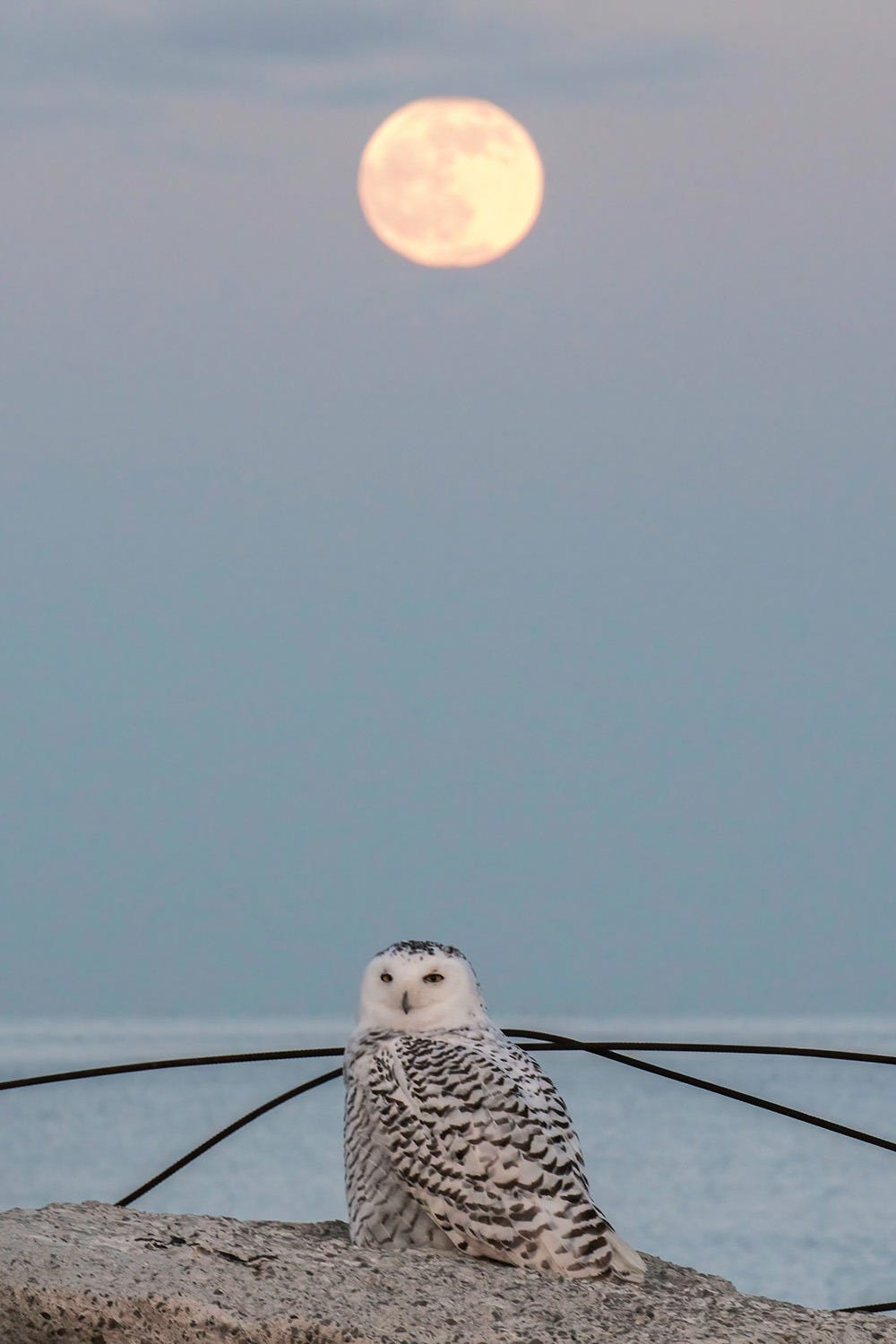 Coruja na espreita durante um nascer da Lua Coruja na espreita durante um nascer da Lua