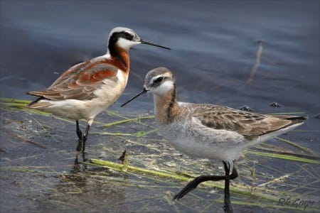wilsons phalarope wilsons phalarope
