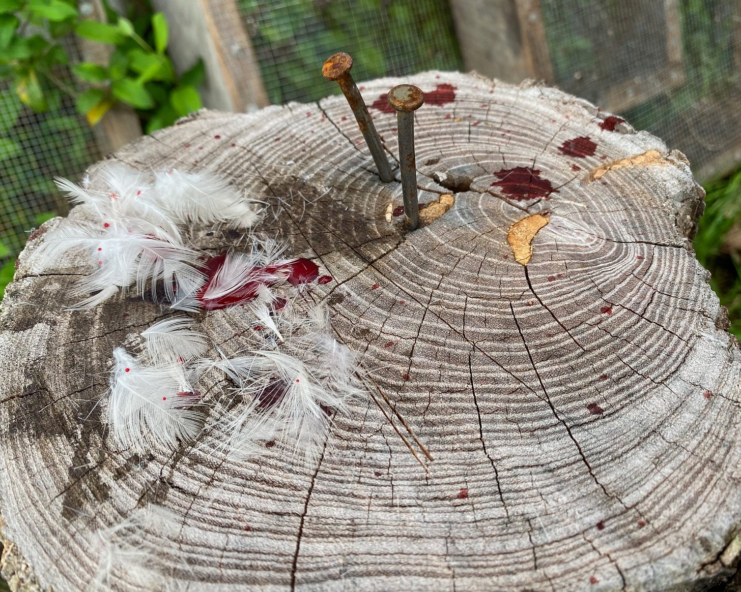 chopping block with feathers and blood