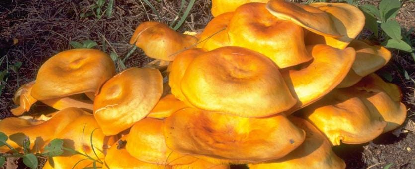 Jack-o'-Lantern | Missouri Department of Conservation