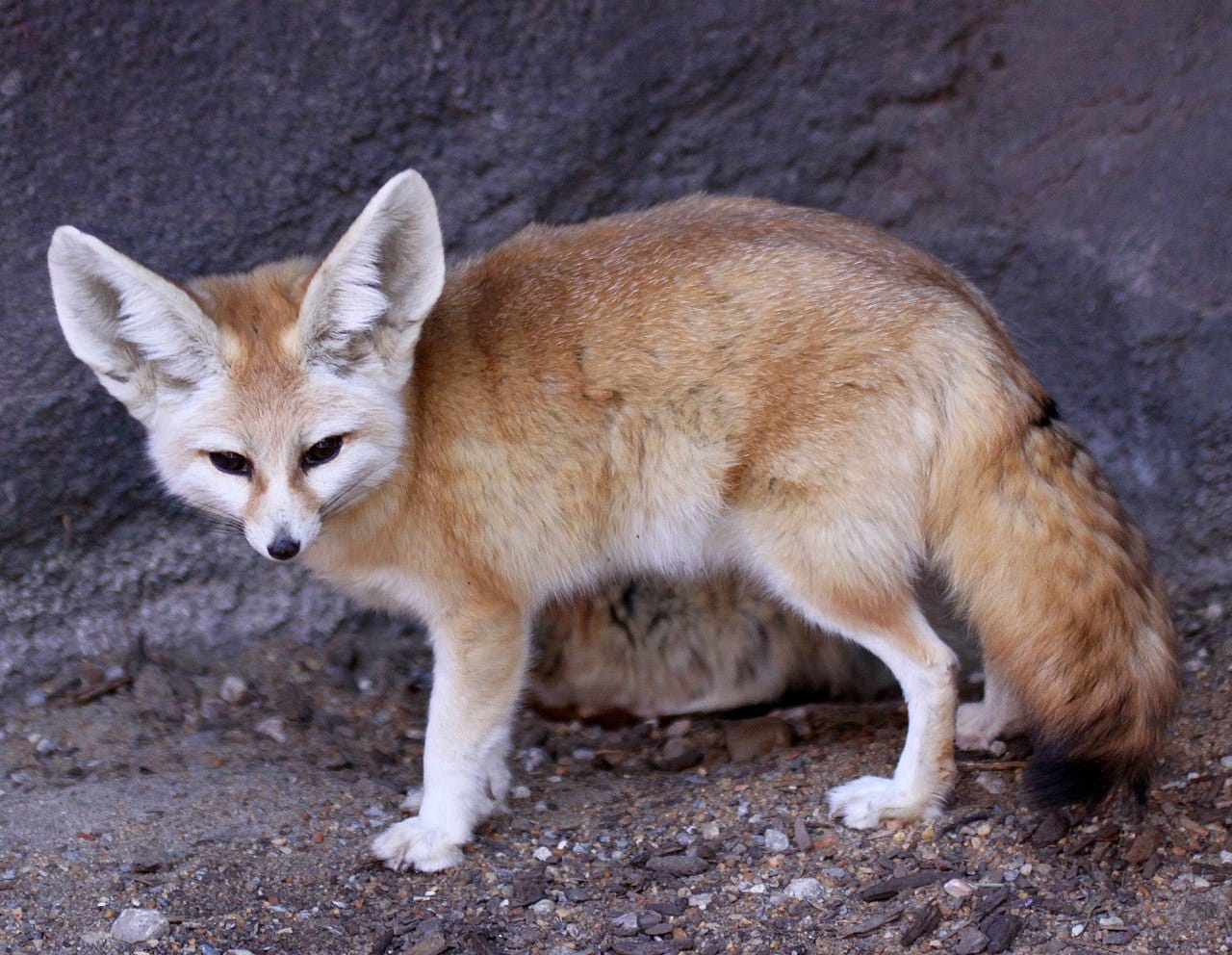 Fennec fox - Wikipedia
