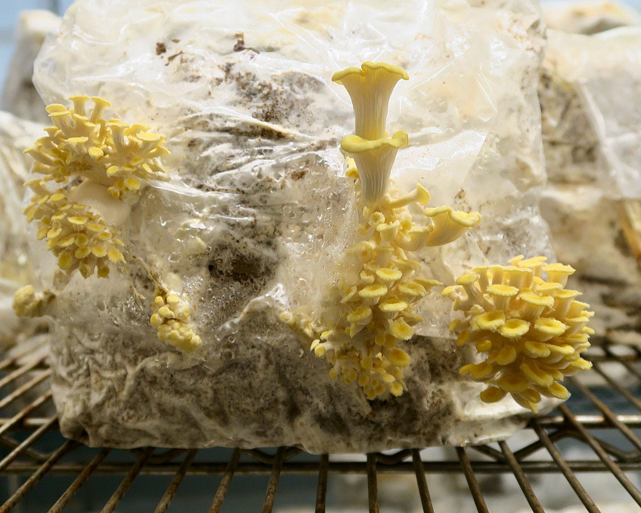 A close-up of a bag of mushrooms

Description automatically generated