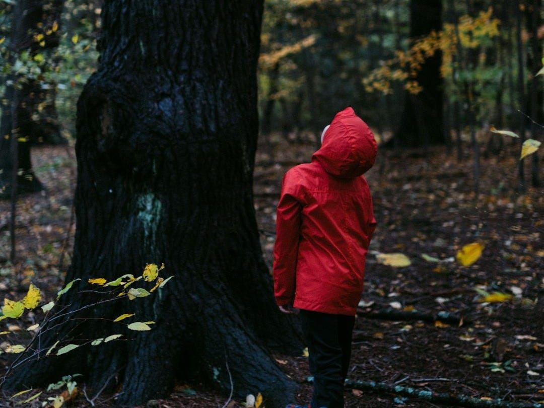 person looking up the tree