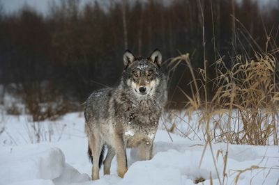 Wolves in Chernobyl radioactivity region running among abandoned hoses with cold winter and deep snow