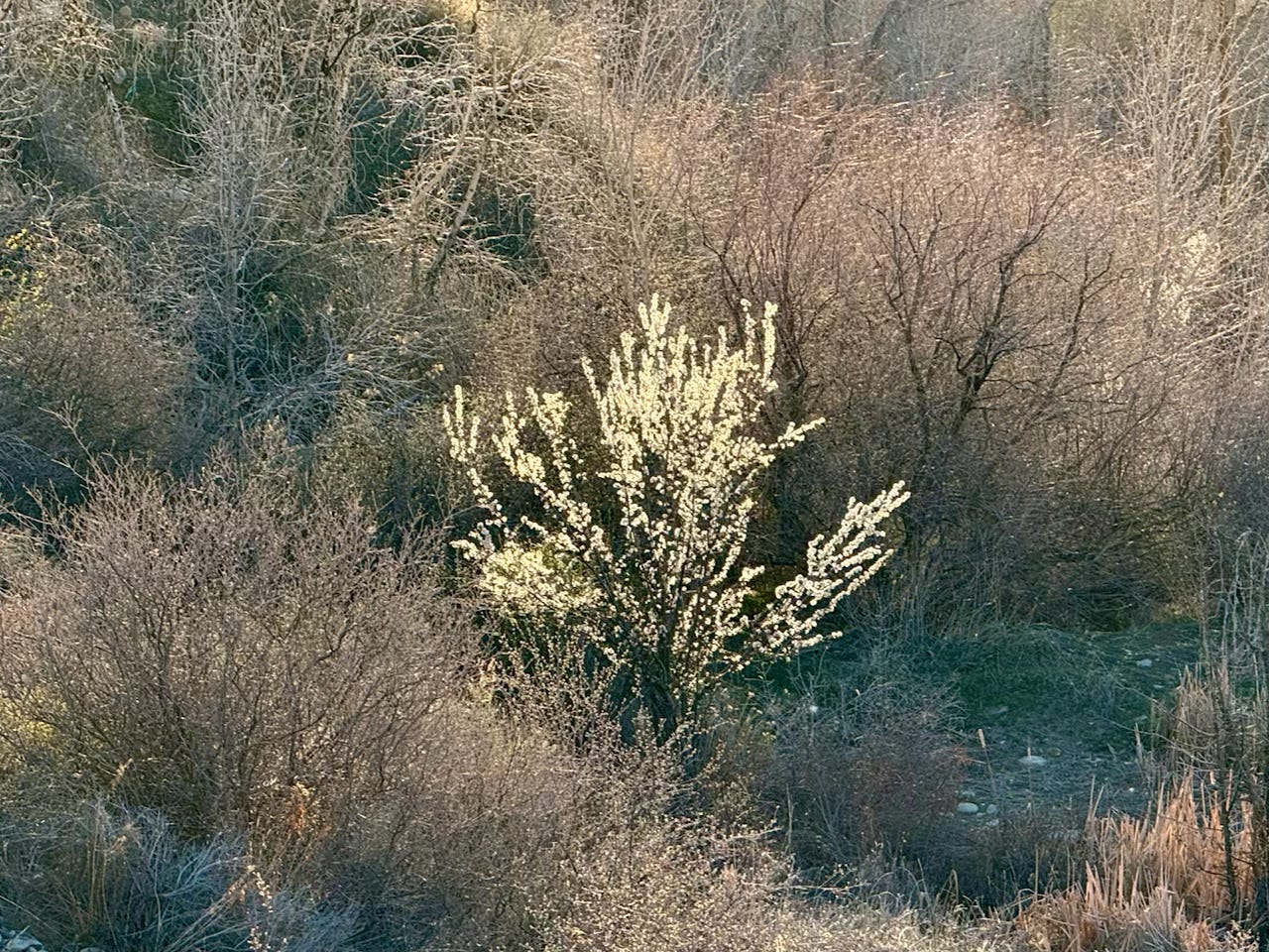 A single apricot trees with white flowers in the midst of a winter-brown woodland A single apricot trees with white flowers in the midst of a winter-brown woodland