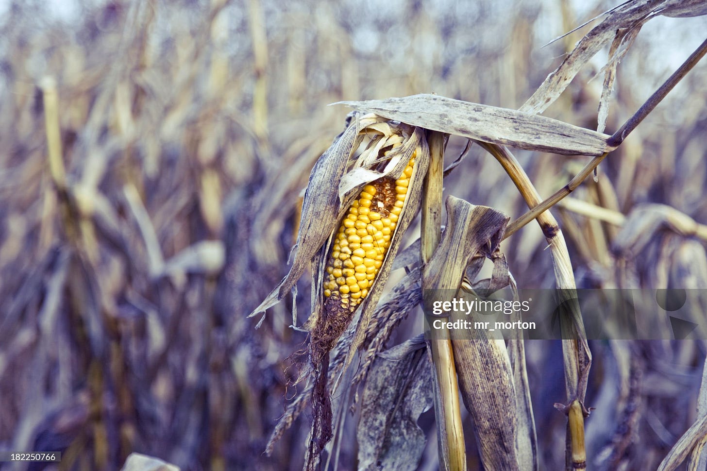 Close up of a rotten corn in the middle
