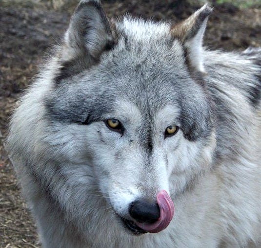 wolf-dog-hybrid-bingfreeuselic wolf-dog-hybrid-bingfreeuselic