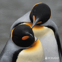 Manchot GIFs - Find & Share on GIPHY