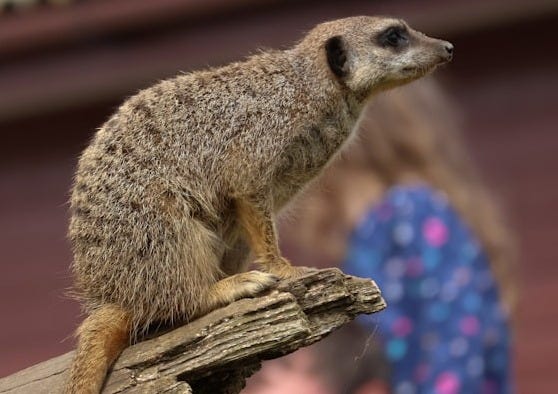 Meerkat perched on a log with people in background Meerkat perched on a log with people in background