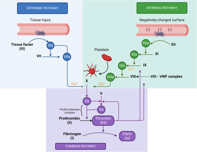 The foundation for investigating factor XI as a target for inhibition in  human cardiovascular disease | Journal of Thrombosis and Thrombolysis |  Springer Nature Link