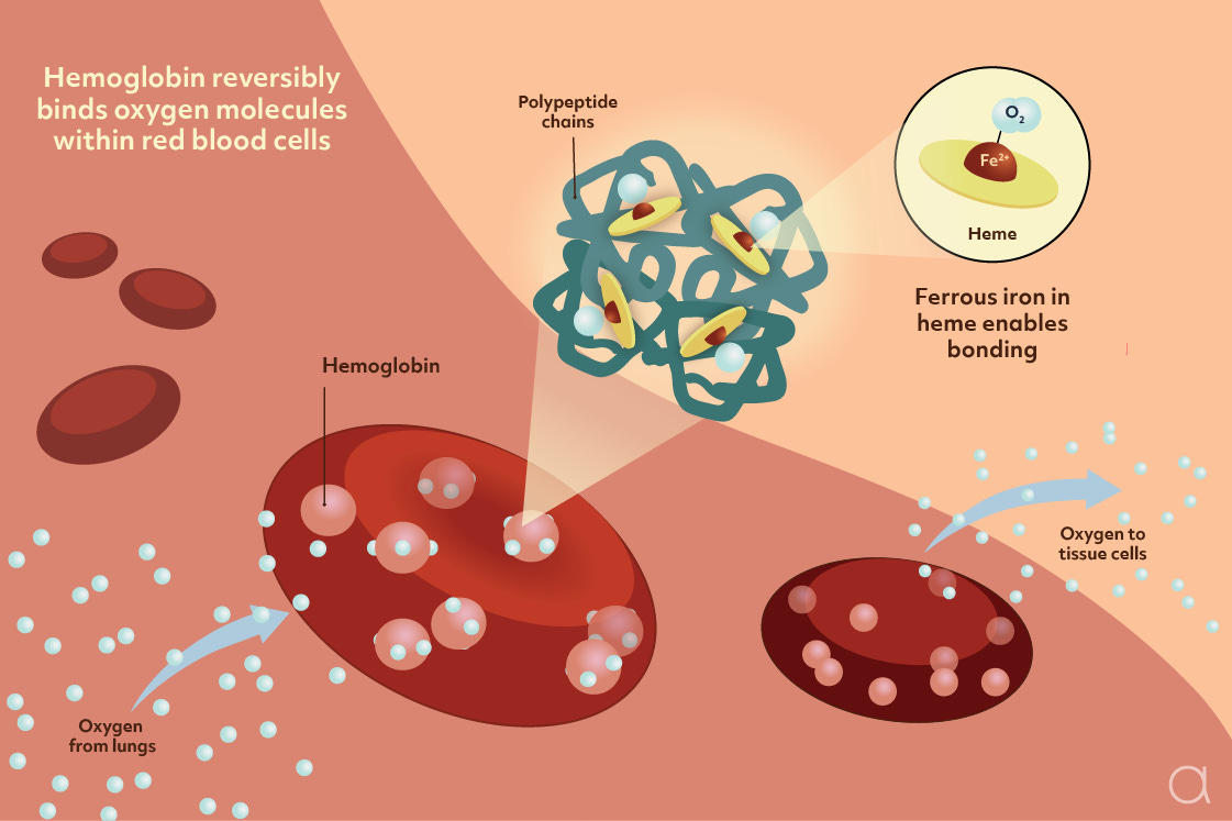 Hemoglobin: Nature's Oxygen Carrier — Biological Strategy — AskNature
