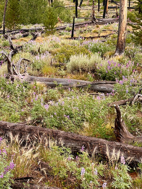 Idaho Sawtooth mountains bike packing fly fishing fireweed climate ecology regeneration 